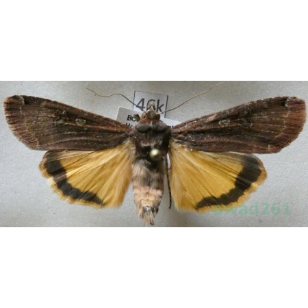 Noctua pronuba (Linnaeus, 1758) Rolnica tasiemka Czech46k